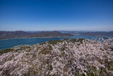 Fototapeta  - 積善山山頂の桜（愛媛県岩城島）