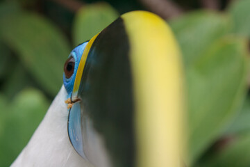 close-up of the large colorful beak of the toucan