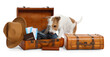 Travel with pet. Dog, clothes and suitcases on white background