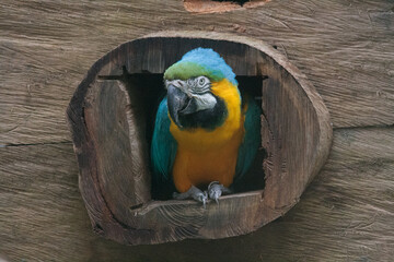 Beautiful and colorful parrot framed by a wooden texture