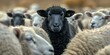 A black sheep stands out as a leader in a group. Concept Leadership, Uniqueness, Standing Out, Black Sheep, Group Dynamics