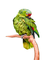 parrot isolated on white background