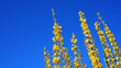 Flowering Forsythia shrub with yellow flowers on blue sky background. Beautiful yellow flowers.