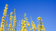 Flowering Forsythia shrub with yellow flowers on blue sky background. Beautiful yellow flowers.