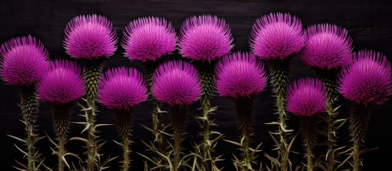 Sticker - A row of purple flowers, with magenta petals, stands out against a black background. These herbaceous flowering plants create a beautiful natural landscape