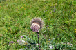 Milk thistle flower in natural environment in the last stage of flowering.