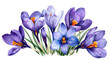 Elegant watercolor spring crocus flowers. Floral botanical illustration