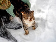the cat squints and purrs while standing in the snow