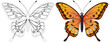 Vector graphic of a butterfly, colored and line art