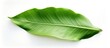 A close up of a green banana leaf, a terrestrial plant and perennial herb, on a white background. It is used as an ingredient in fine herbes and as a leaf vegetable