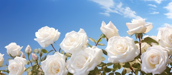 Sticker - A cluster of white roses blooms against a backdrop of a clear blue sky, with fluffy cumulus clouds floating lazily in the distance