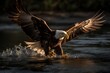 Bald Eagle splashing in the water with its wings spread.