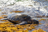 Fototapeta Sport - Hawaiian green sea turtle eating algae and basking for body warmth on the shores of Laniakea Beach in Oahu, Hawaii