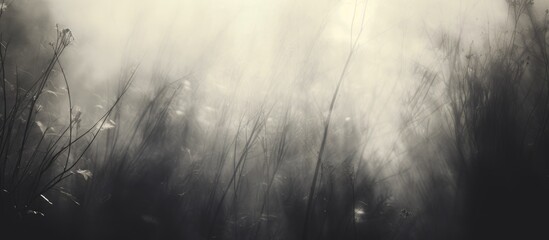 Poster - A monochrome photo capturing a natural landscape with tall grass, mist, and darkness, creating a dreamy atmosphere in the forest