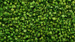 Green buckwheat background. Top view.