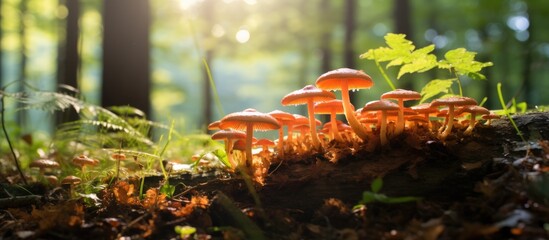 Poster - A cluster of mushrooms thrives on a tree stump in the natural landscape of the forest, surrounded by grass and groundcover