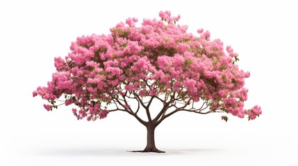 Wall Mural - Pink trumpet tree portrayed in isolation against a white backdrop.