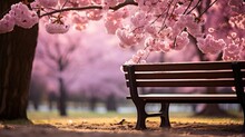 Serene Garden Bench Nestled Amidst Cherry Blossom Trees, Offering A Tranquil Spot For Relaxation.