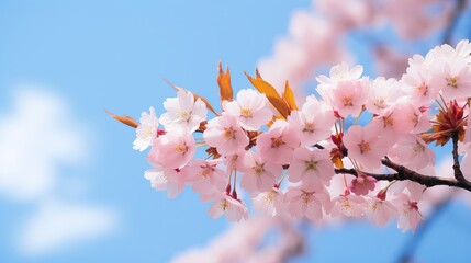 Wall Mural - Stunning cherry blossom sakura trees in spring against a backdrop of blue sky.