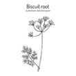 Bigseed lomatium, or biscuit root (Lomatium macrocarpum), edible and medicinal plant