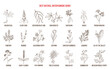 © foxyliam - Best natural antispasmodic herbs. Medicinal plants collection. Hand drawn botanical vector illustration