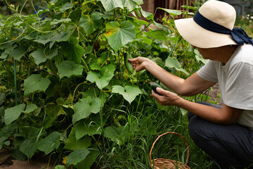 Wall Mural - A farmer woman in a cotton apron tears cucumbers in a greenhouse into a wicker basket. The concept of harvesting. Summer and autumn on the farm are filled with organic themes. Close-up.