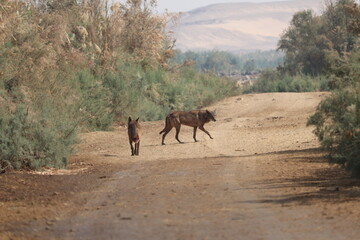 two egyptian wolves in the wild