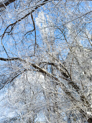 Canvas Print - Tree branches in white snow against a blue sky