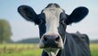 Close up of inquisitive Frisian Holstein cow in field