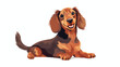 Flat colored adorable red Miniature Dachshund wavin