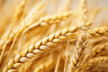 Sticker - Man holds golden wheat ears against ripening field background. Farmer's hands close-up, depicting planting and harvesting for rich harvest. Rural sunset landscape.