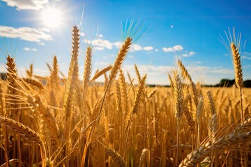 Sticker - Some ripe wheat seeds in a sunny field.