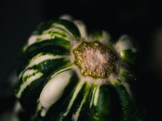 Vegetable closeup