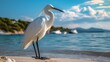 Elegant white egret standing on a sandy beach with blue waters