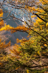a forest with trees in various stages of autumn. the trees are mostly orange, but some are still gre