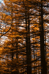 a forest with trees in various stages of autumn. the trees are mostly orange, but some are still gre