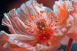 Close-up of a vibrant poppy flower, highlighting detailed stamens and delicate petals.