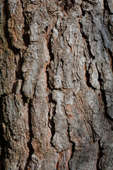 Wall Mural - Italian stone pine bark detail