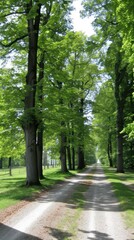 Poster - A road with trees on both sides