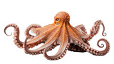 Fototapeta Do akwarium - Serene Octopus Close-Up on isolated background