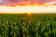 © Yaroslav - wheat field during amazing sunset or sunrise, wheaten plantation rustic evening landscape with beautiful sunset sky on background