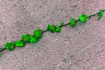 Wall Mural - spring or summer beautiful green branch of grape vine with fresh leaves on a concrete wall surface background with copyspace below