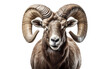 Image features a tearful ram with drooping horns. Isolated On PNG OR Transparent Background.
