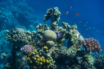 Wall Mural - sculpture made of colorful corals in blue sea