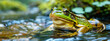 green frog in lake water close up