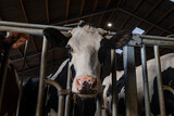 Fototapeta Uliczki - Feeding of cows on organic cheese farm in Netherlands, dutch gouda hard cheese production