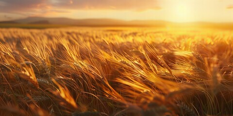 Poster - wheat field at sunset