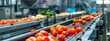 fresh ripe tomatoes on the conveyor
