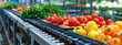 fresh ripe tomatoes on the conveyor