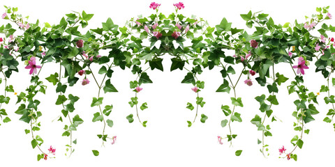 Wall Mural - creeper with spring season flowers, isolated on transparent background